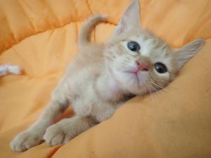 ちゃとにゃんの写真