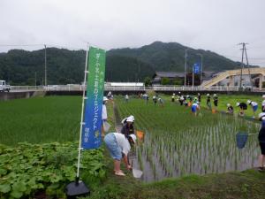 児童が田んぼで生き物を捕まえている写真