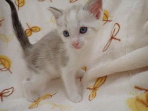 はっさくの写真