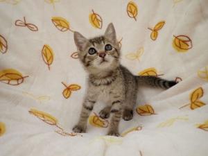 おにぎりの写真