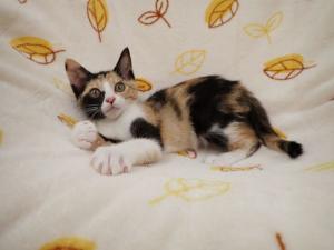 フラッペの写真