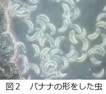 バナナの形をした虫