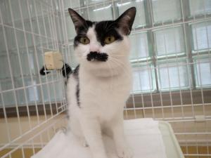 チャップの写真