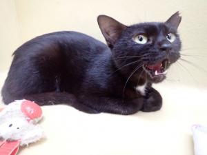 しょうゆの写真