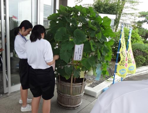 ひょうたんに短冊を付けている様子