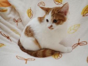 イレブンの写真