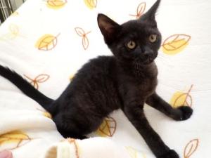 ちょこくろの写真