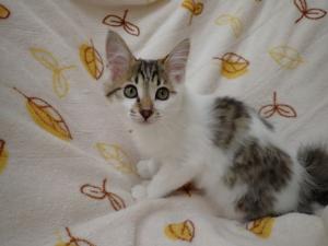 もっくんの写真