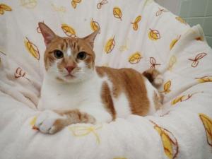 だいちゃんの写真