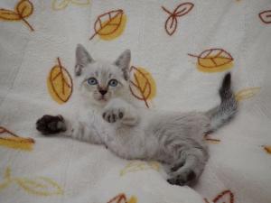 ぽわーるの写真