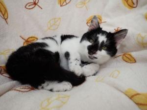 ごまみその写真