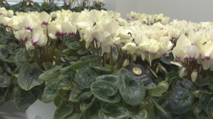 シクラメン新品種