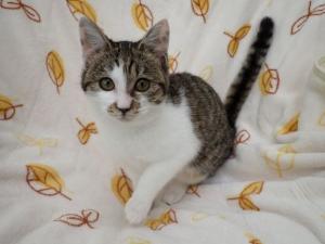 つぶみその写真