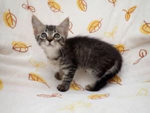 まんぷくの写真