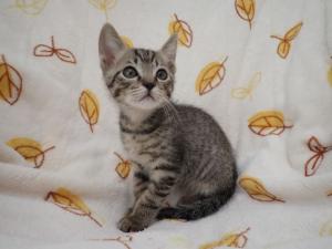 いっぷくの写真