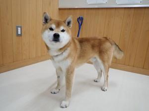 かつどんの写真