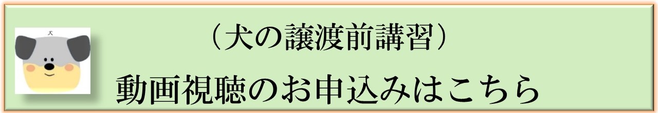 犬動画視聴