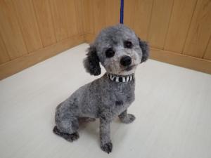 はるさめの写真