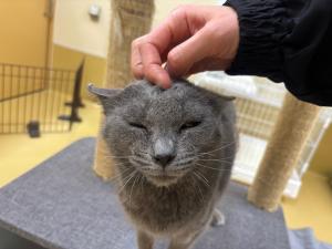 カシャの写真2