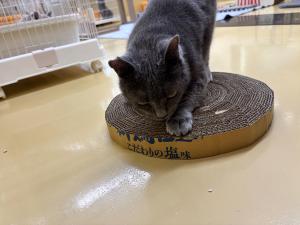カシャの写真3
