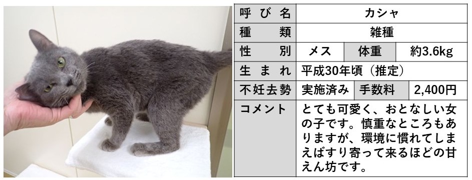 カシャ