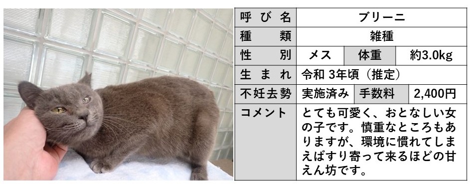ブリーニ