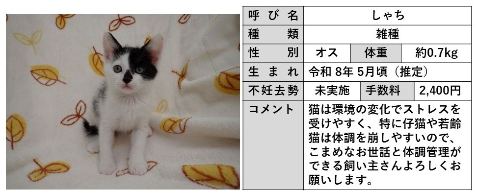 しゃち