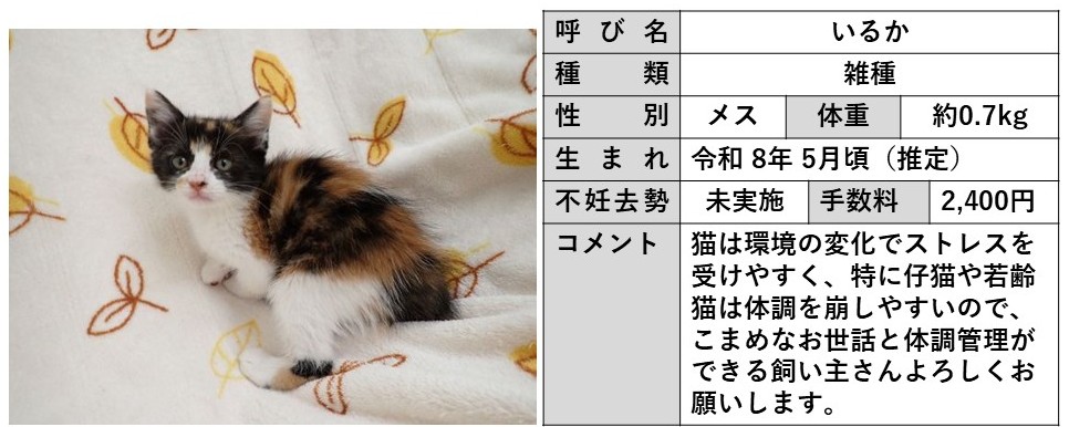 いるか