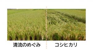 清流のめぐみ_倒伏性比較