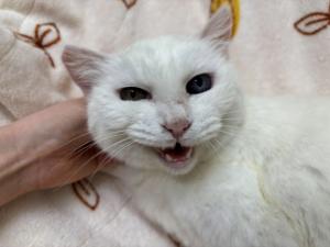 ハニーの写真