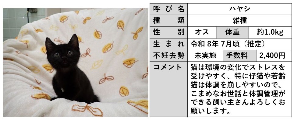 ハヤシ