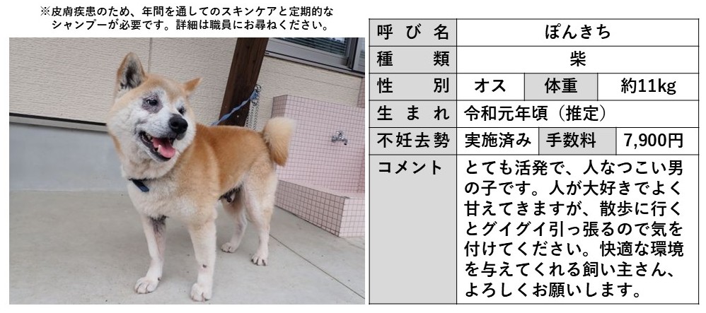 ぽんきち