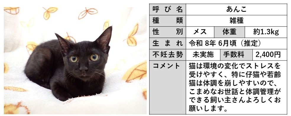 あんこ