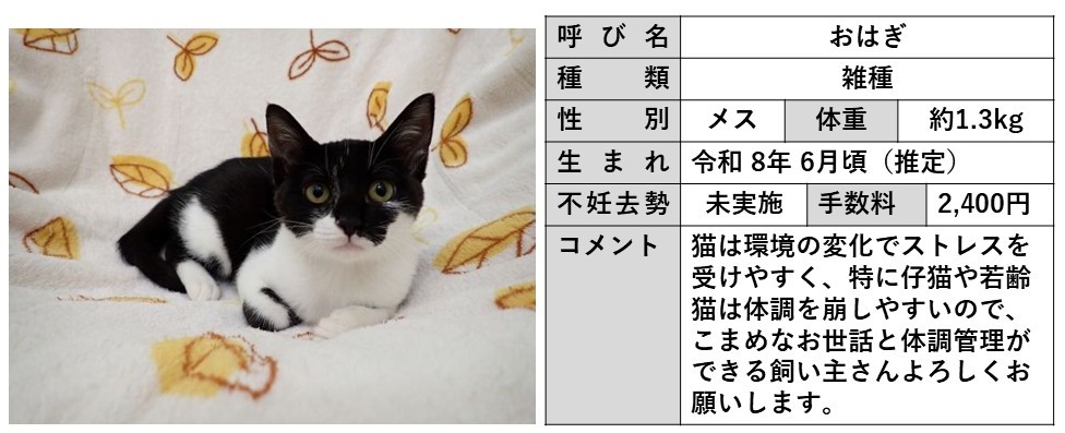 おはぎ