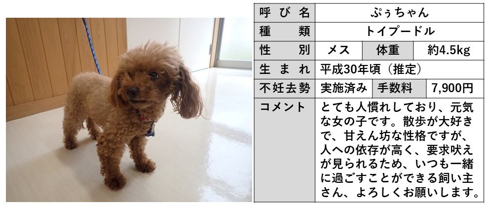 ぷぅちゃん