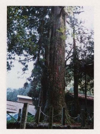 白山神社のスギ