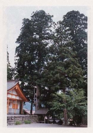 白山神社のスギ[はくさんじんじゃのすぎ]（郡上市）の画像