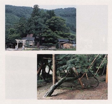 春日神社のフジ社叢