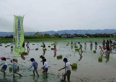 平成28年6月11日第19回羽島体験プロジェクト（田植え体験）【羽島市】の画像