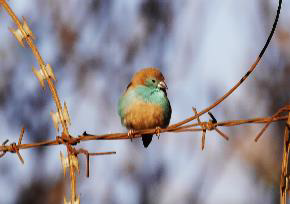 マラウィの野鳥