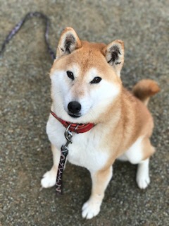 momiji