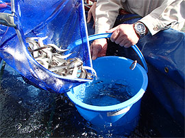 アユ調査の写真