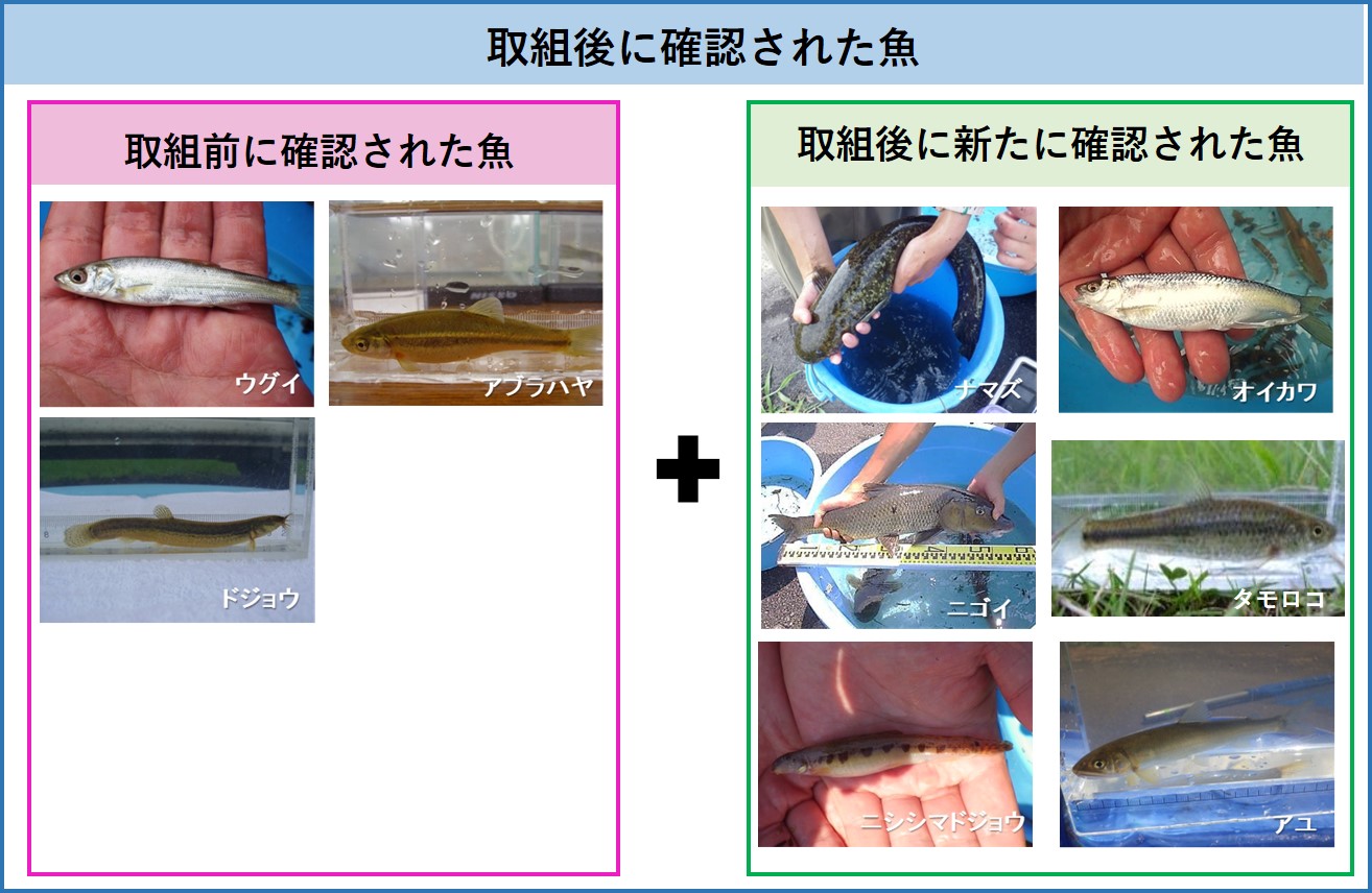 取り組みによる魚種の変化の図