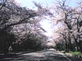 寺尾ヶ原千本桜写真