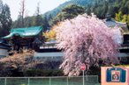 念興寺「鬼の首」写真