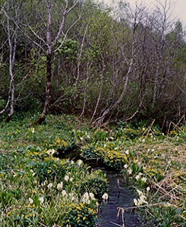 池ヶ原湿原湧水