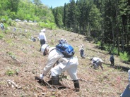 長良川源流植樹