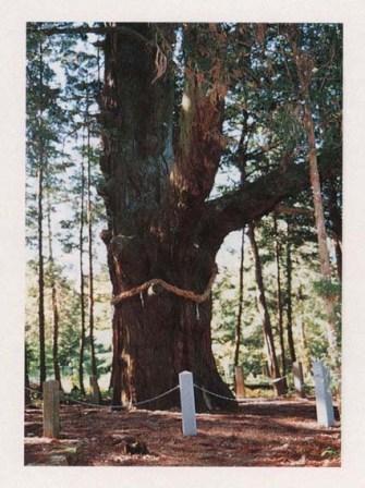 白山神社のスギ