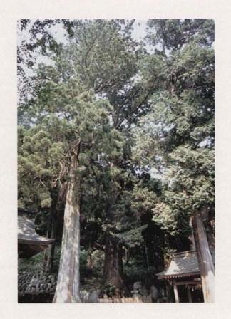 湯葉神社のスギ