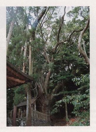 松山諏訪神社の大クス